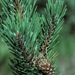 Pinus uncinata Fruit