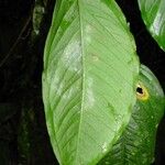 Syngonium standleyanum Folha