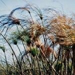 Cyperus giganteus Лист