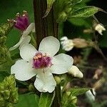 Verbascum chaixii Flower