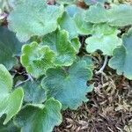 Saxifraga rotundifolia Feuille