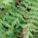 Filipendula vulgaris Leaf