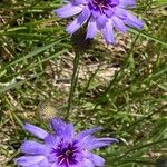 Catananche caeruleaFlor