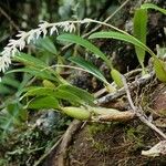 Bulbophyllum multiflorum Hábito