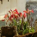 Hippeastrum puniceum Vivejo