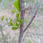 Prunus fruticosa Bark