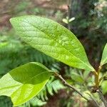 Asimina parviflora Leaf