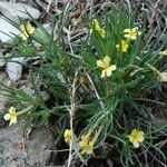 Lithospermum incisum Habitus