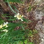 Iris orientalis Habitus