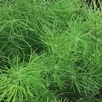 Asparagus tenuifolius 葉