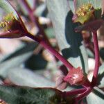 Euphorbia gayi Virág