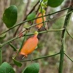 Halleria lucida Floare