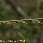 Vulpia unilateralis Flor