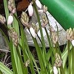 Hyacinthoides hispanica Habit