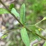 Stellaria alsine Blad