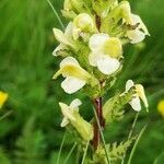 Pedicularis ascendens Flower