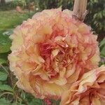 Paeonia officinalisЦвят