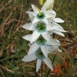 Ixia polystachya Blüte