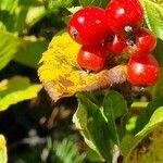 Sorbus chamaemespilus Frukto