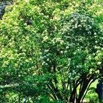 Viburnum lentago ശീലം