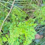 Daucus carota Leaf