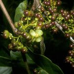 Pinzona coriacea Meyve