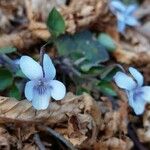 Viola rostrata Flower