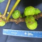 Ficus macbridei 果実