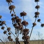 Phlomoides tuberosa Плід