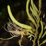 Bauhinia ungulata Fruto