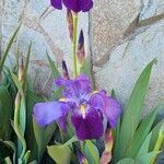 Iris germanica Floro