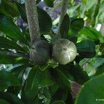 Pittosporum coccineum Fruchs