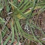 Catananche caerulea 葉