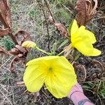 Oenothera × fallax Blomma