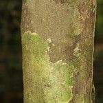 Oxandra asbeckii Corteza