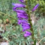 Penstemon strictus 花