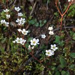 Micranthes californica Habit