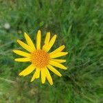 Arnica montana Цветок