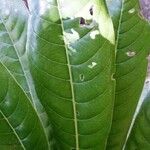 Pycnandra vieillardii Leaf