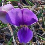 Vigna frutescens Blüte