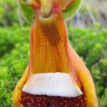 Calceolaria uniflora autre