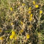 Cucumis dipsaceus Fruit