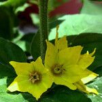 Lysimachia punctata Kwiat