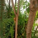 Polypodium virginianum Lehti