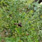 Vaccinium myrsinites 果實