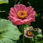 Zinnia elegans Blomst