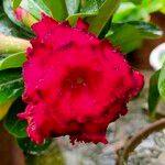 Adenium obesumFlower