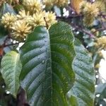 Camptotheca acuminata Blatt