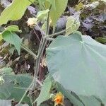 Abutilon grandifolium Blad