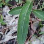 Asclepias viridis Leaf